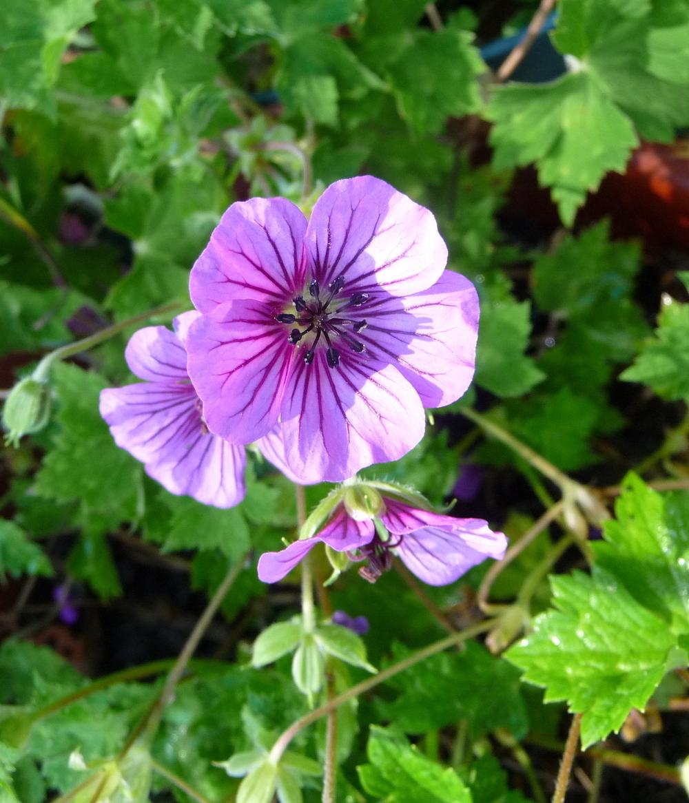 Photo of Geranium 'Pink Penny' uploaded by gardengus