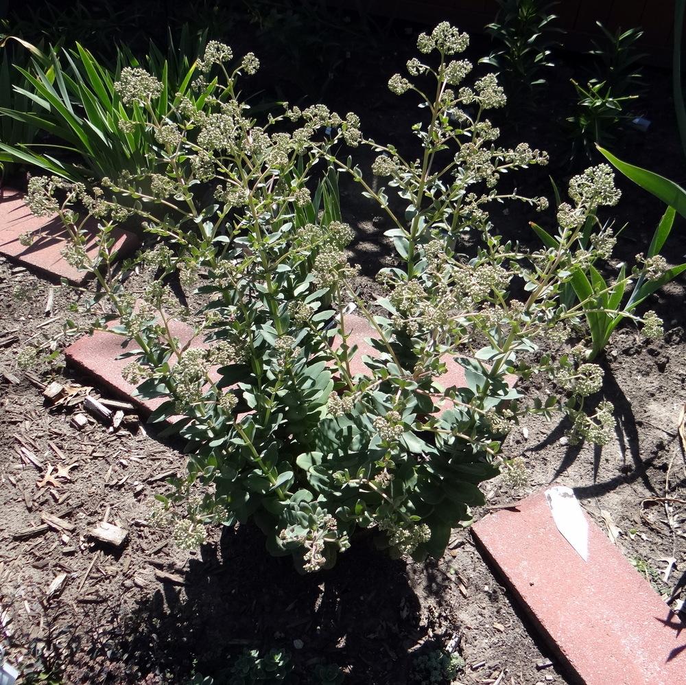 Photo of Sedum (Hylotelephium telephium subsp. telephium 'Rosetta') uploaded by stilldew