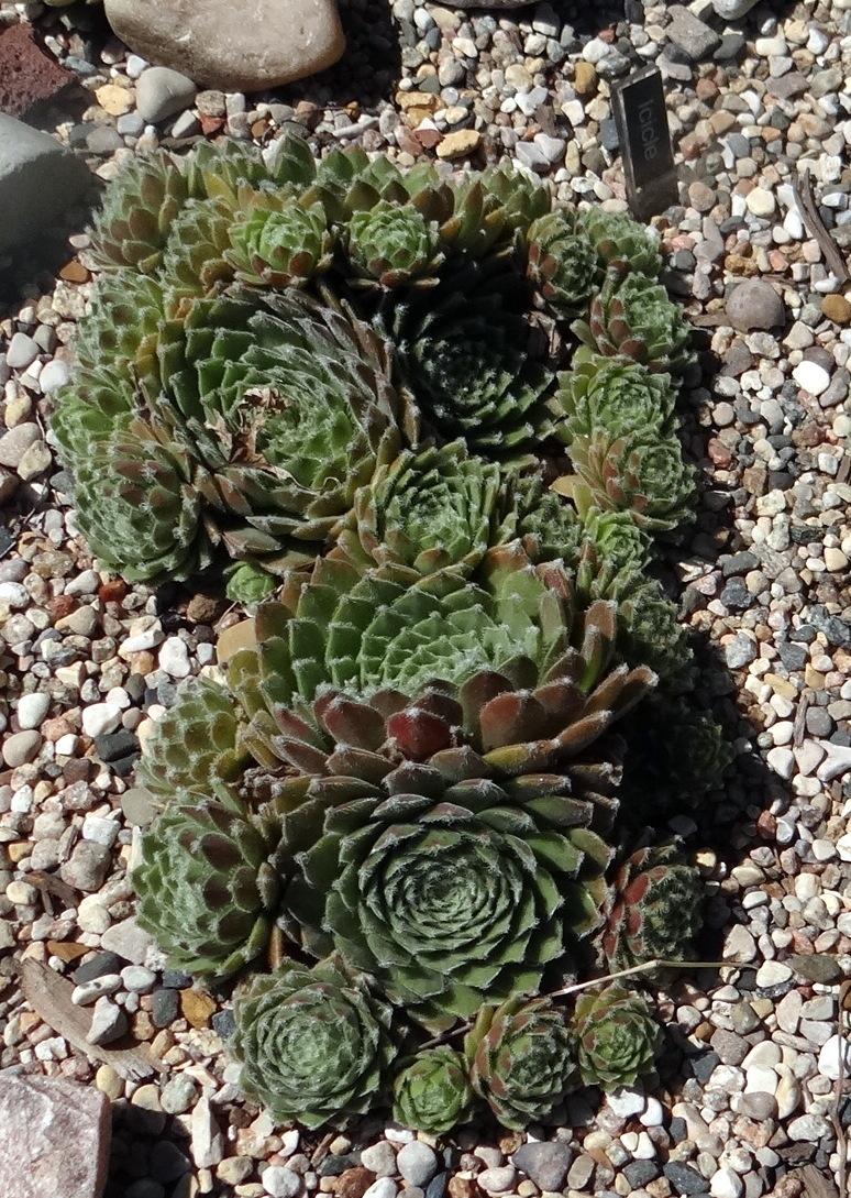 Photo of Hen and Chicks (Sempervivum 'Icicle') uploaded by stilldew