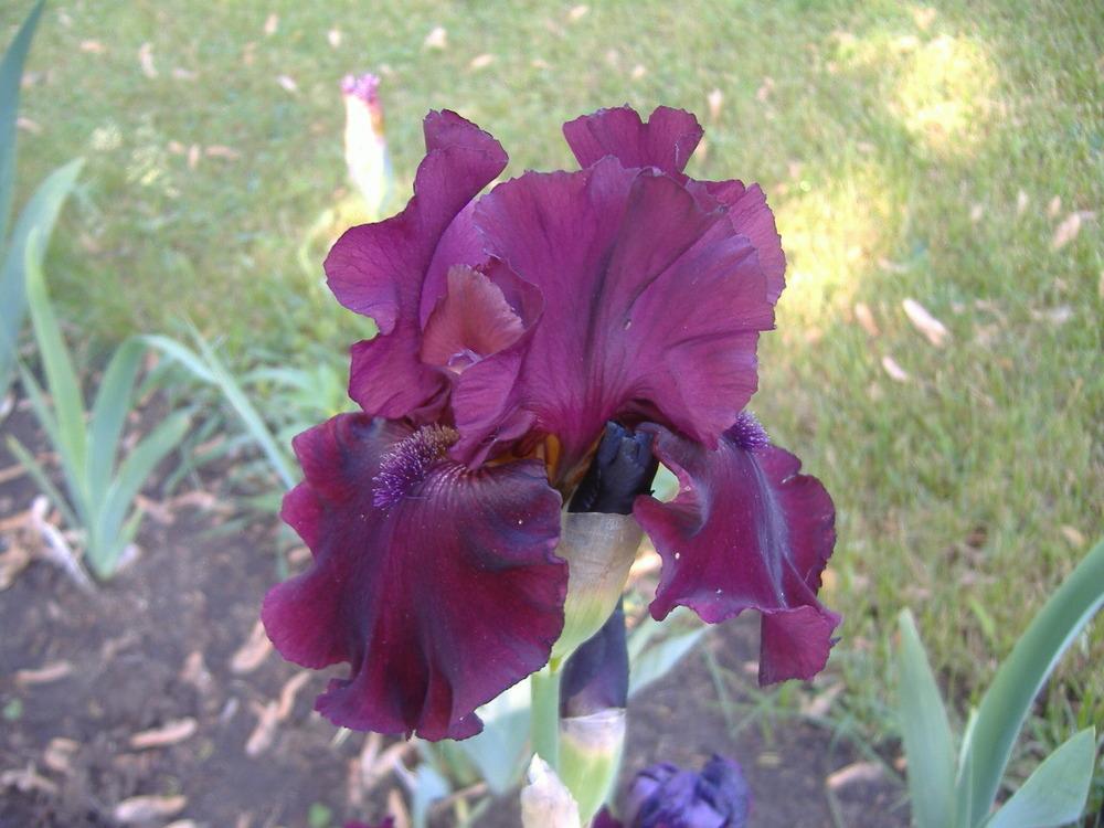 Photo of Tall Bearded Iris (Iris 'Rio Rojo') uploaded by tveguy3
