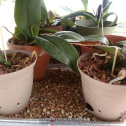 Homemade Humidity Trays for Multiple Orchids
