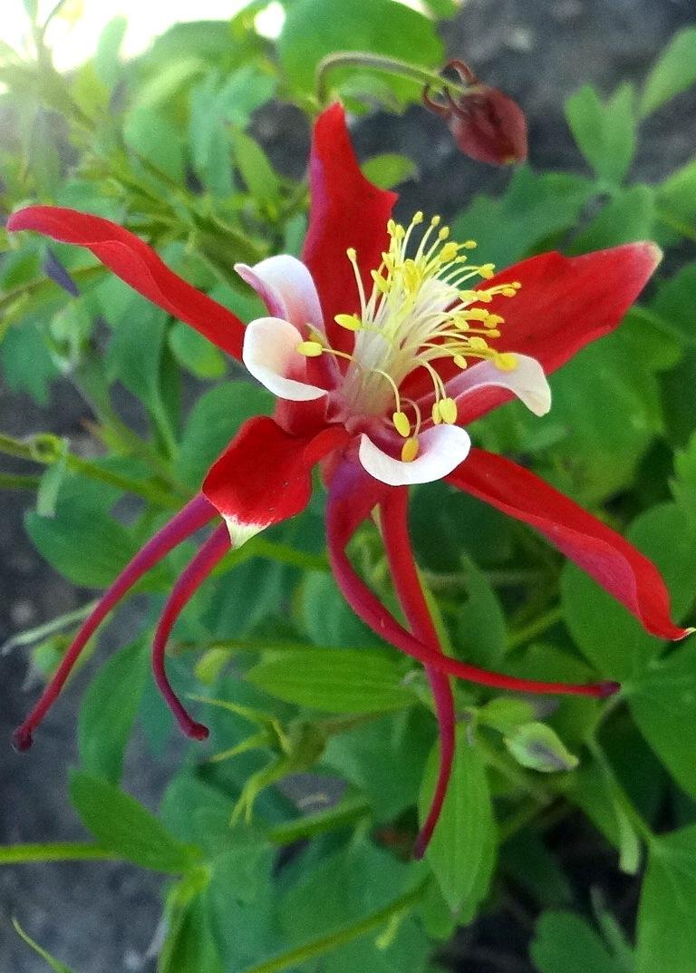 Photo of Columbine (Aquilegia coerulea Origami™ Red & White) uploaded by stilldew