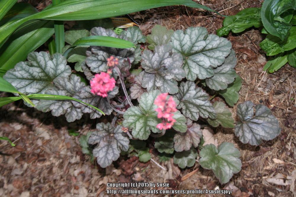 Photo of Coral Bells (Heuchera 'Hollywood') uploaded by 4susiesjoy