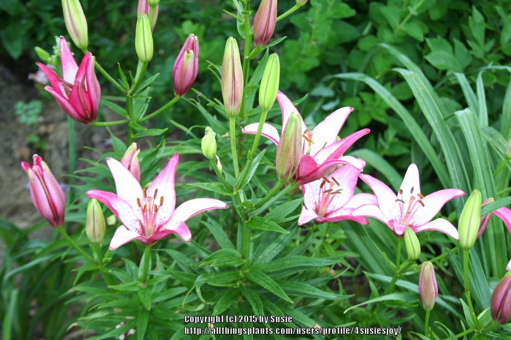 Photo of Lily (Lilium 'Sorbet') uploaded by 4susiesjoy