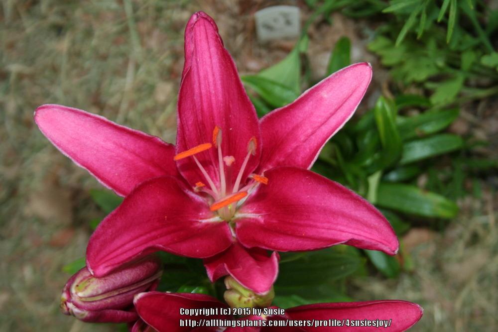 Photo of Dwarf Asiatic Lily (Lilium Lily Looks™ Tiny Pearl) uploaded by 4susiesjoy