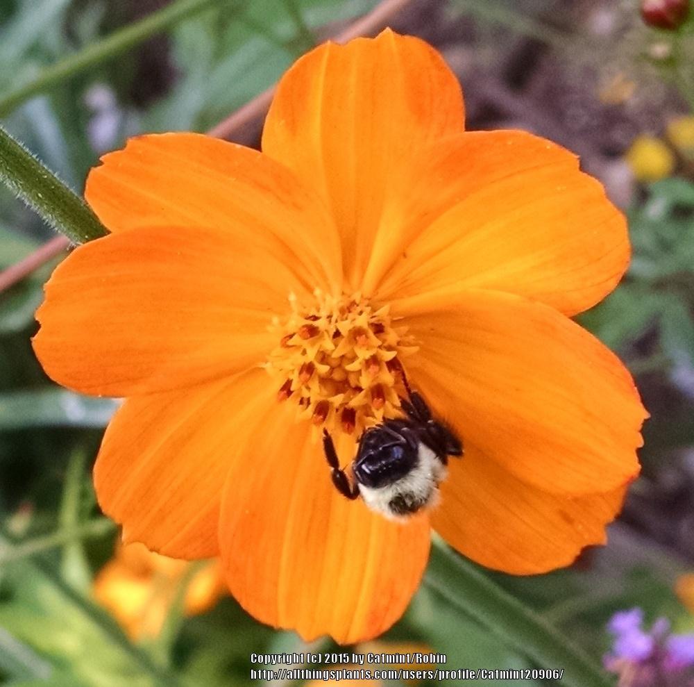 Photo of Cosmos (Cosmos sulphureus 'Bright Lights') uploaded by Catmint20906