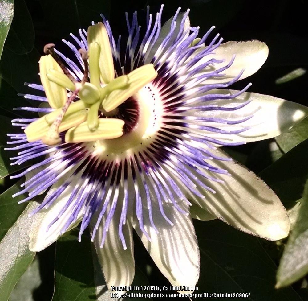Photo of Blue Passion Flower (Passiflora caerulea 'Waterloo Blue') uploaded by Catmint20906