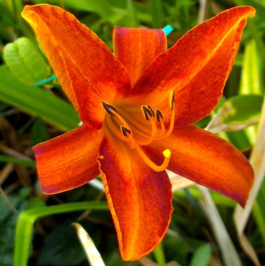 Photo of Daylily (Hemerocallis 'Red Squirrel') uploaded by Heart2Heart