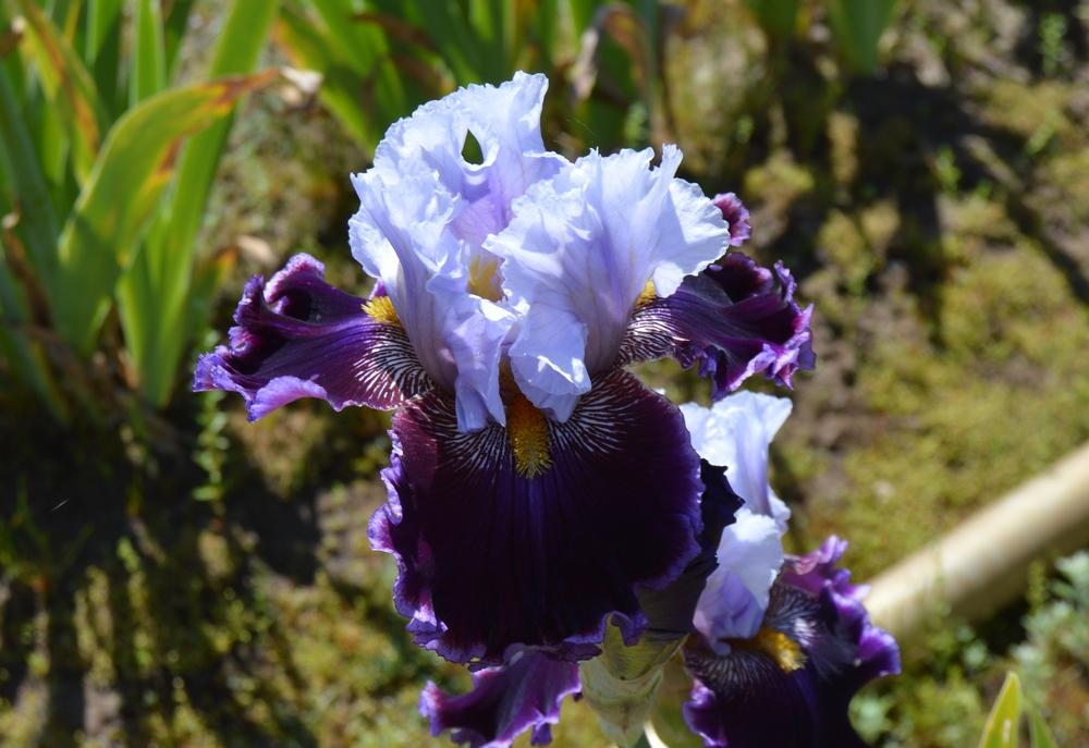 Photo of Tall Bearded Iris (Iris 'Megarich') uploaded by KentPfeiffer