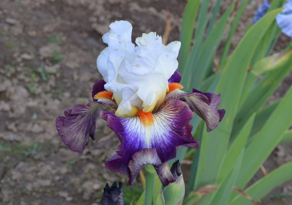 Photo of Tall Bearded Iris (Iris 'Mindful') uploaded by KentPfeiffer