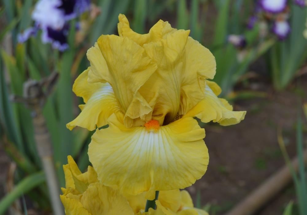 Photo of Tall Bearded Iris (Iris 'Miami Beach') uploaded by KentPfeiffer