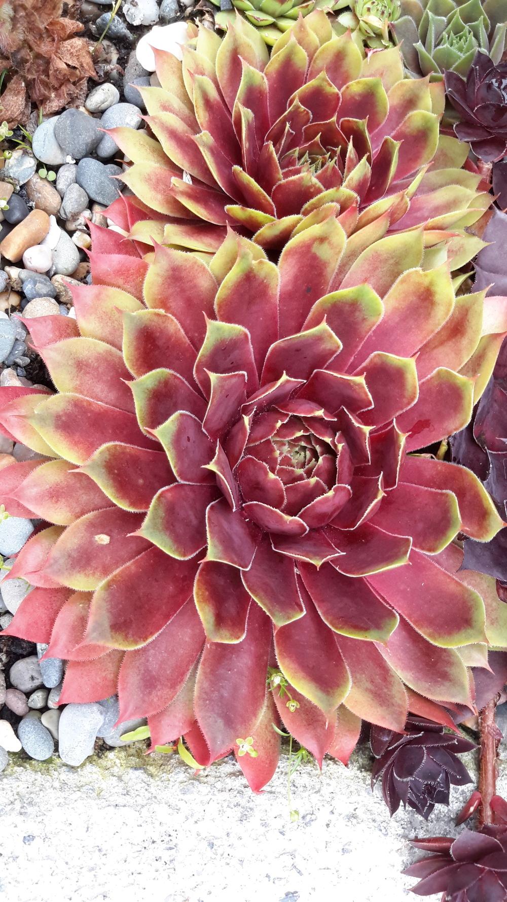 Photo of Hen and Chicks (Sempervivum 'Fuego') uploaded by Paddy