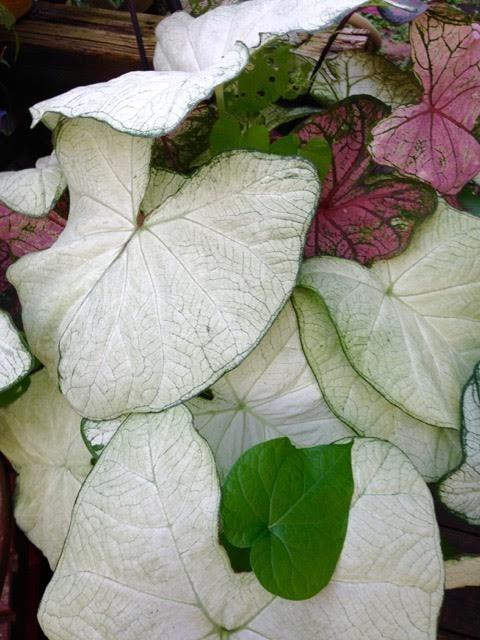 Photo of Fancy-leaf Caladium (Caladium 'Florida Moonlight') uploaded by Sharon
