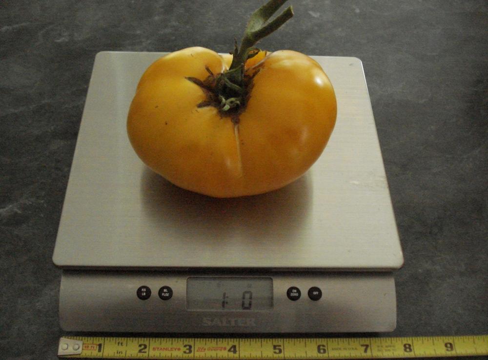 Photo of Tomato (Solanum lycopersicum 'Azoychka') uploaded by Weedwhacker