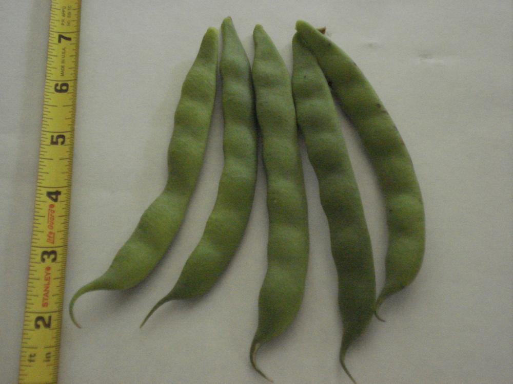 Photo of Common Bean (Phaseolus vulgaris 'Limelight') uploaded by Weedwhacker