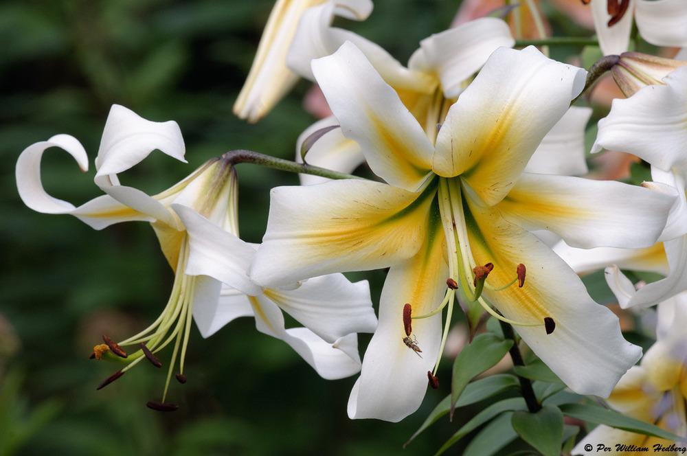 Photo of Lily (Lilium 'Mister Pistache') uploaded by William