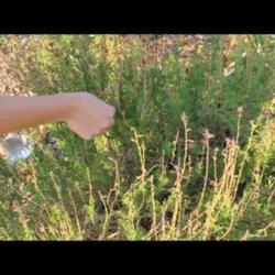 Video: Harvesting Salvia Seeds