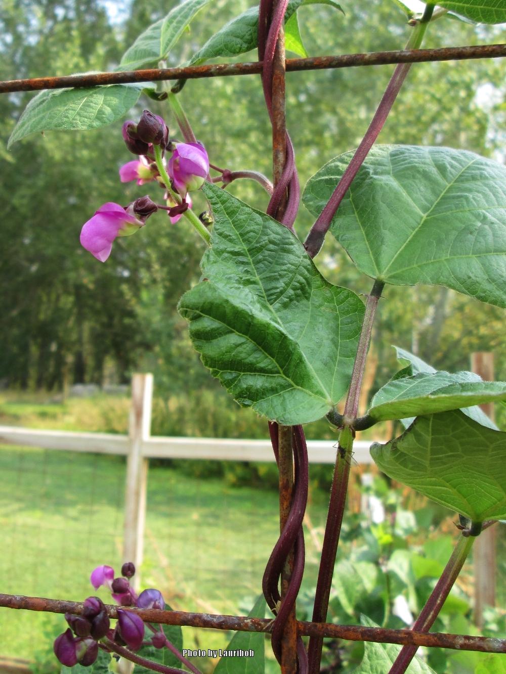 Photo of Green Bean (Phaseolus vulgaris 'Trionfo Violetto') uploaded by lauribob