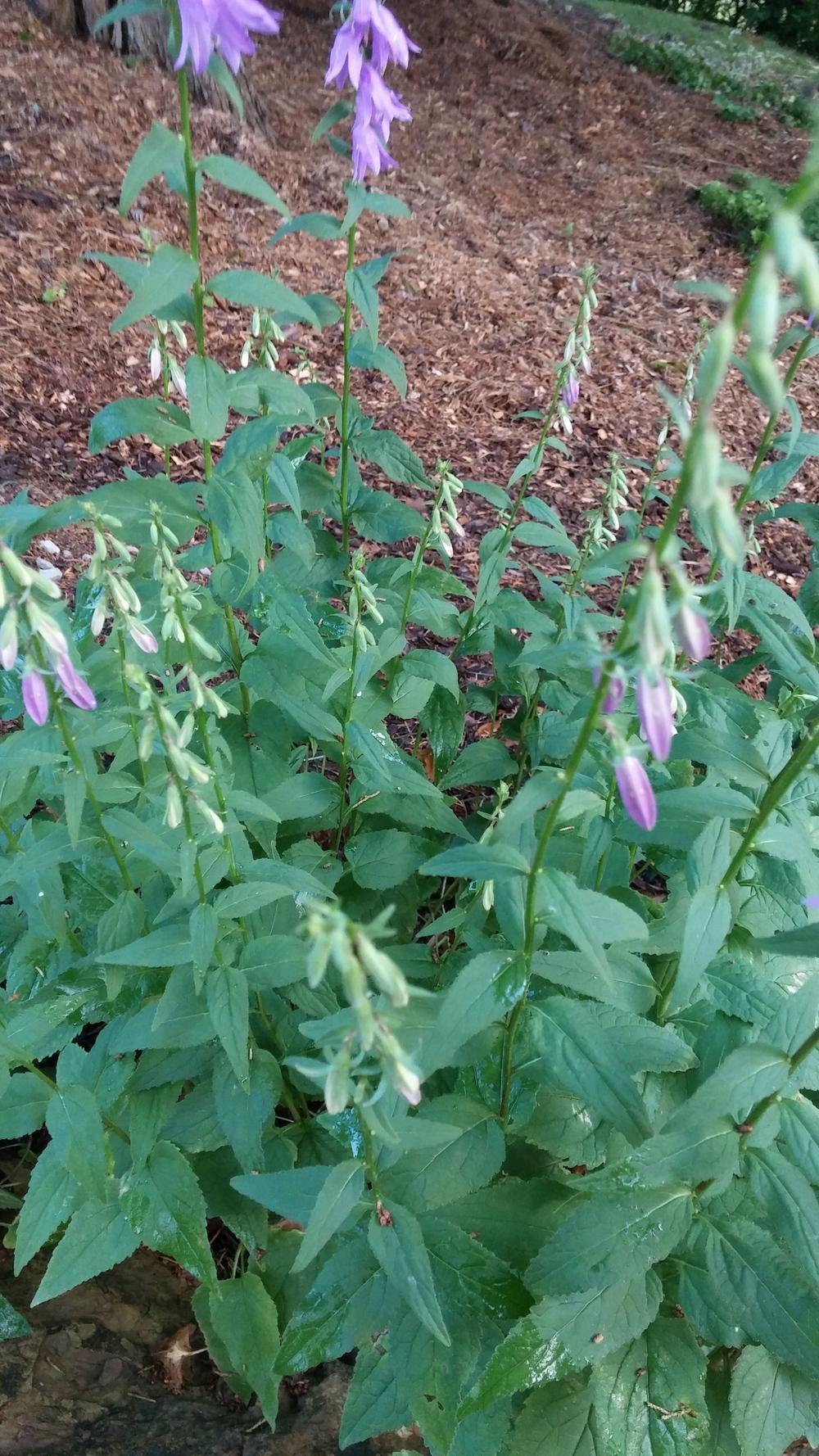 Photo of Creeping Bellflower (Campanula rapunculoides) uploaded by plantcollector