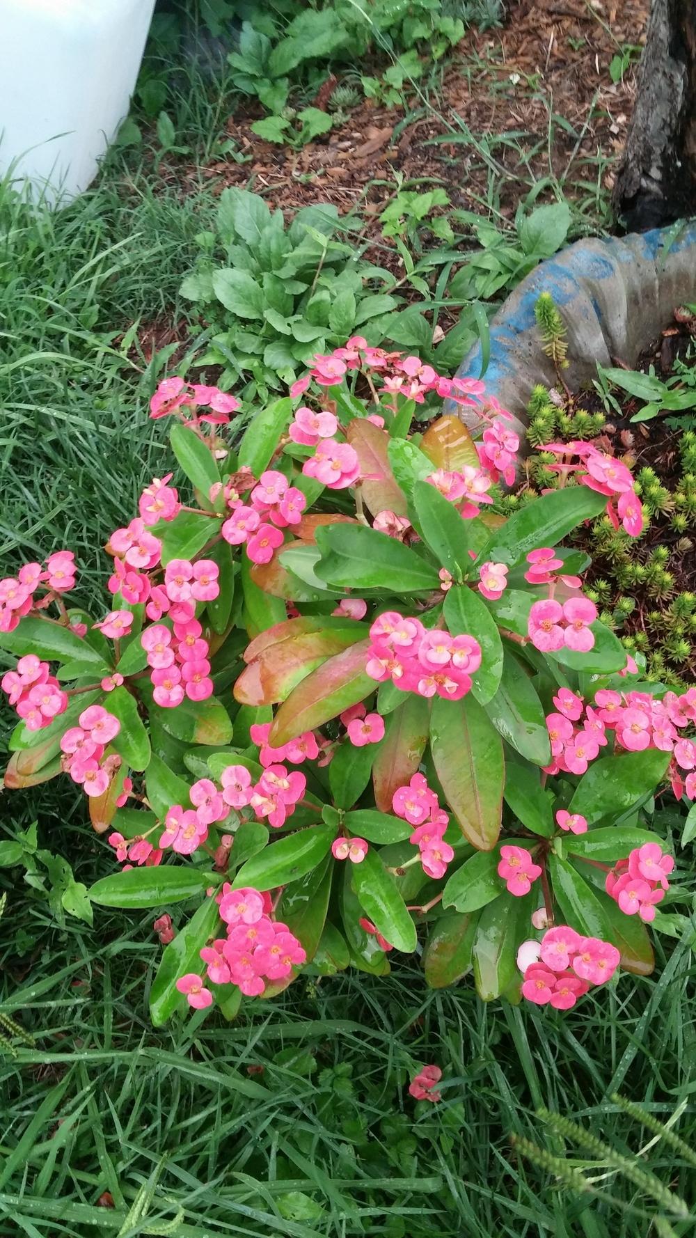 Photo of Crown of Thorns (Euphorbia milii) uploaded by plantcollector