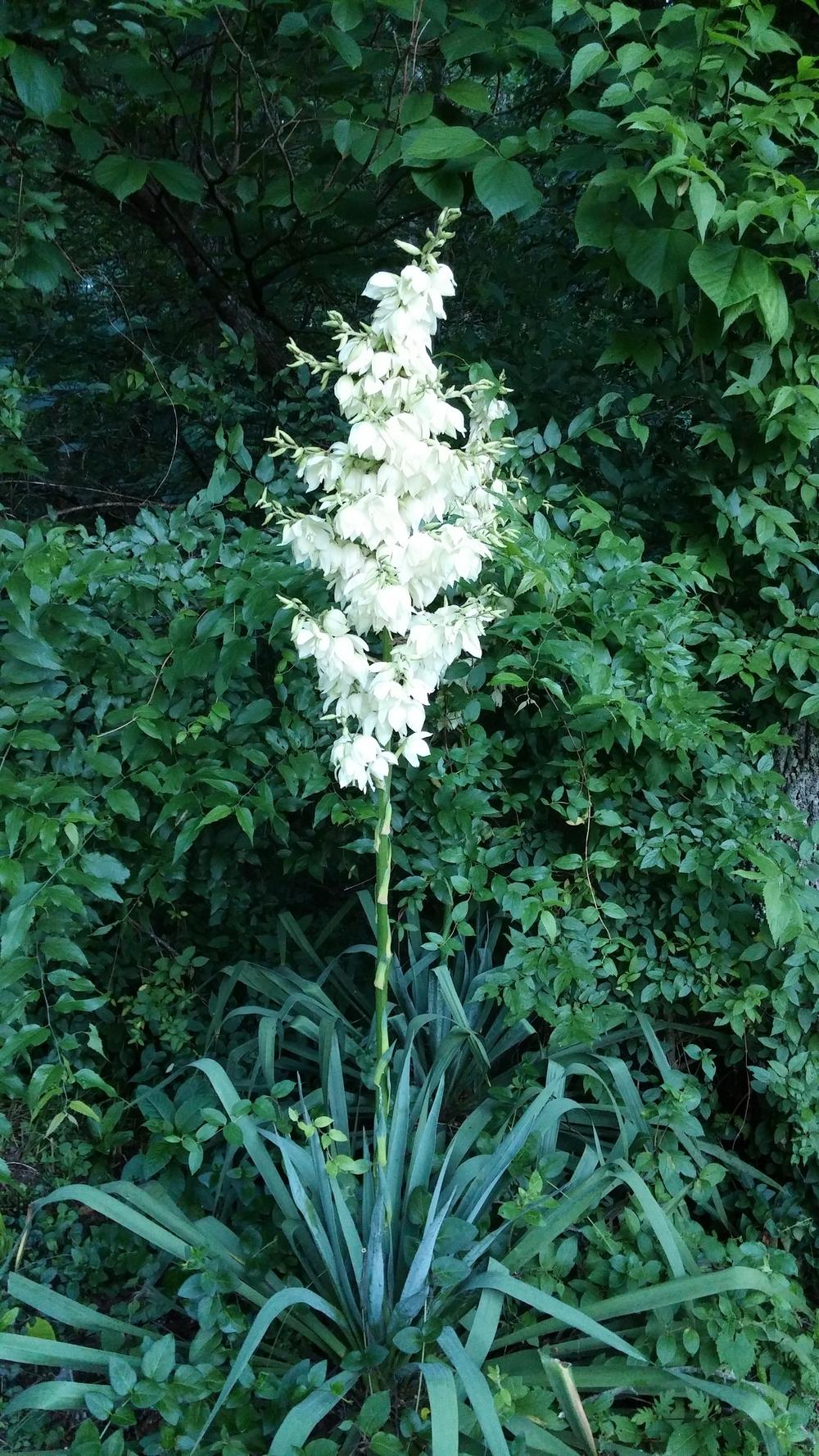Photo of Adam's Needle (Yucca filamentosa) uploaded by plantcollector