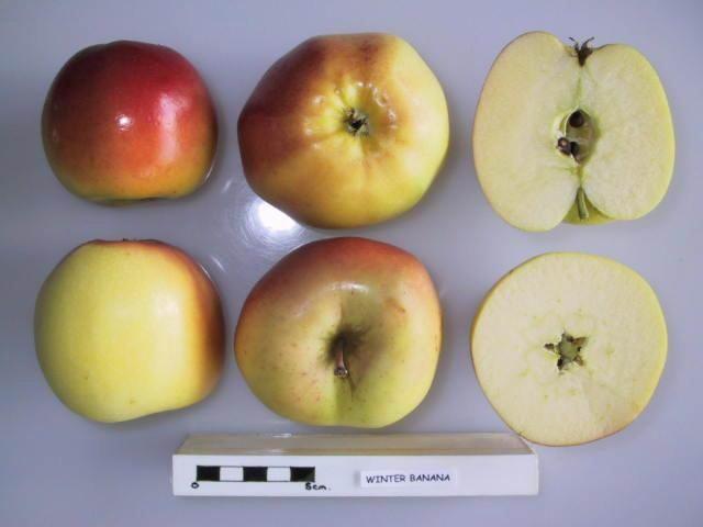 Photo of Apple (Malus domestica 'Winter Banana') uploaded by robertduval14