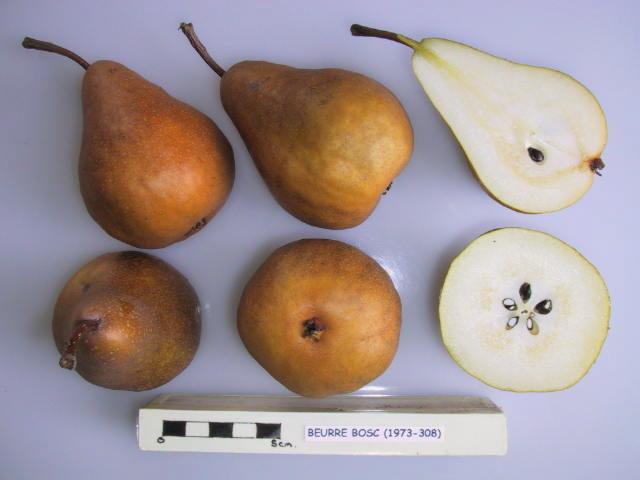 Photo of Bosc Pear (Pyrus communis 'Beurre Bosc') uploaded by robertduval14