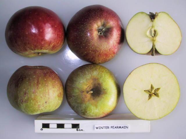 Photo of Apple (Malus domestica 'Winter Pearmain') uploaded by robertduval14