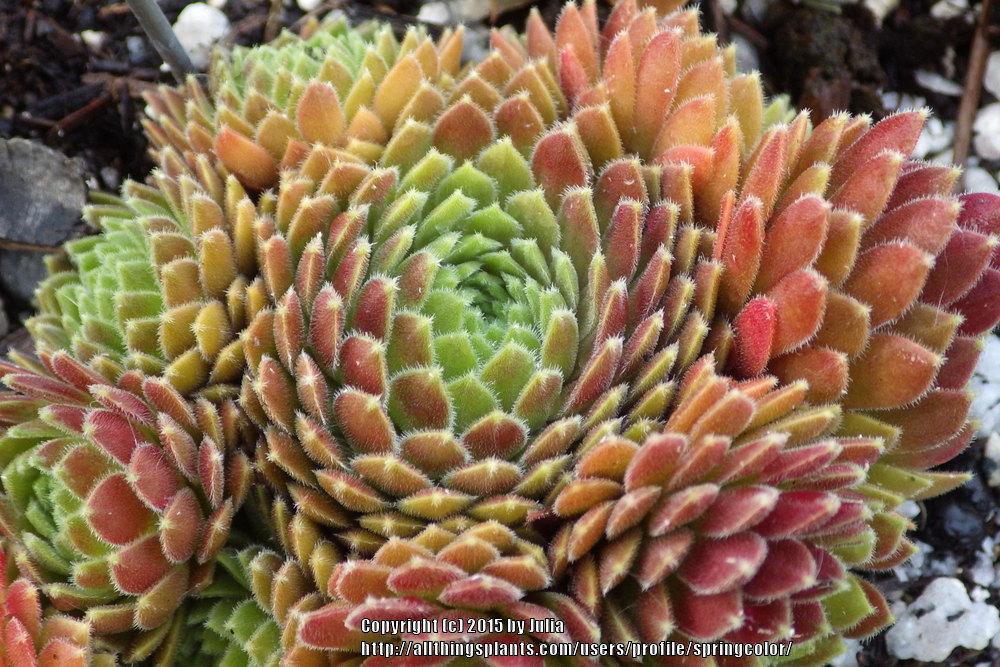 Photo of Hen and Chicks (Sempervivum 'Terracotta Baby') uploaded by springcolor