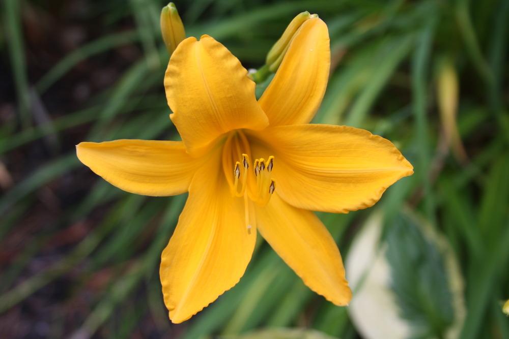Photo of Daylily (Hemerocallis 'August Pioneer') uploaded by touchofsky