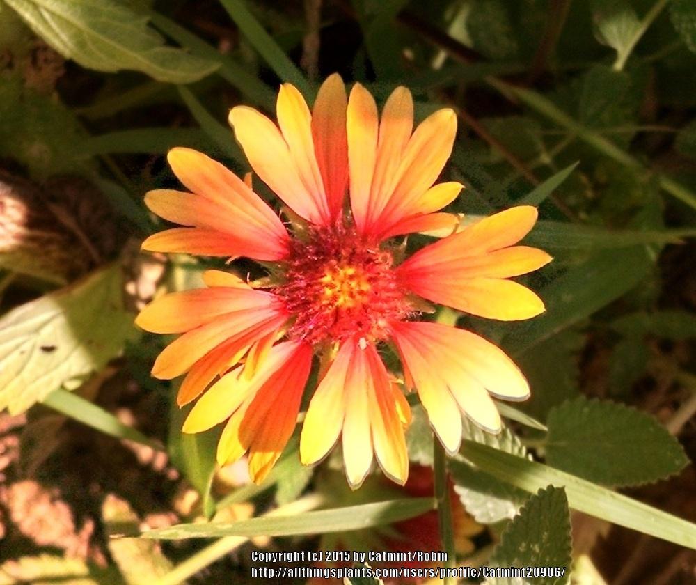 Photo of Blanket Flower (Gaillardia aristata) uploaded by Catmint20906