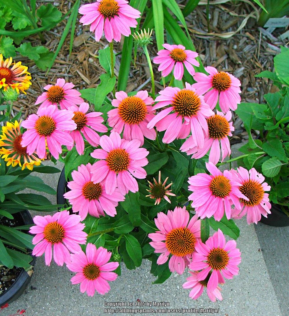 Photo of Coneflowers (Echinacea) uploaded by Marilyn