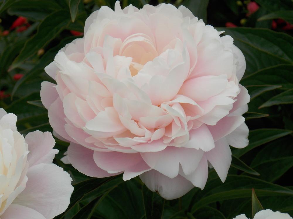 Photo of Chinese Peony (Paeonia lactifora 'Mrs. Franklin D. Roosevelt') uploaded by kousa