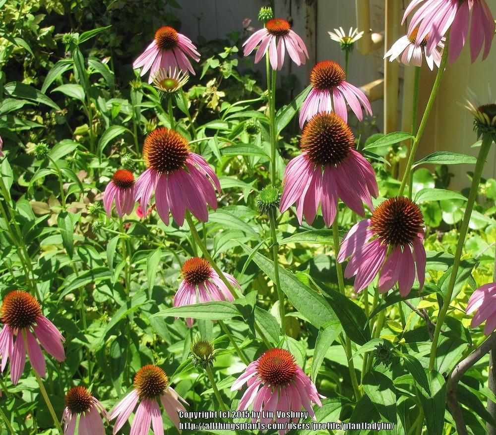 Photo of Coneflowers (Echinacea) uploaded by plantladylin
