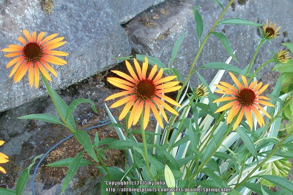 Photo of Coneflower (Echinacea 'Flame Thrower') uploaded by springcolor