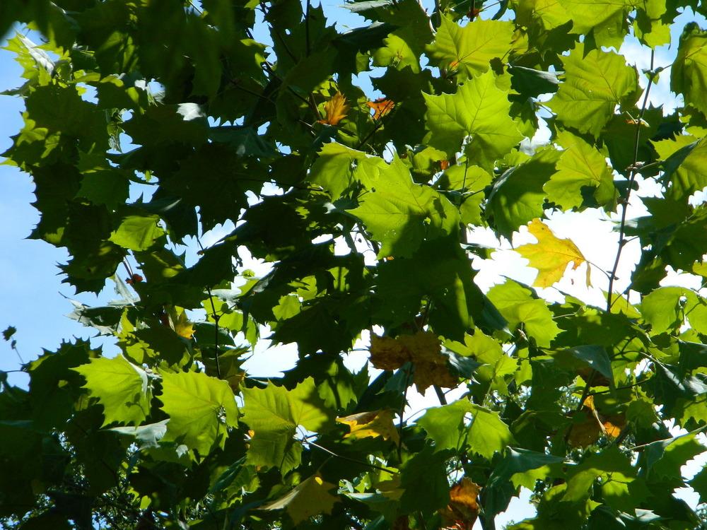 Photo of American Sycamore (Platanus occidentalis) uploaded by wildflowers