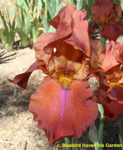 Photo of Tall Bearded Iris (Iris 'Laurel Oak') uploaded by Calif_Sue