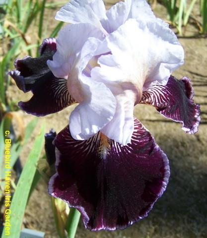 Photo of Tall Bearded Iris (Iris 'Liaison') uploaded by Calif_Sue