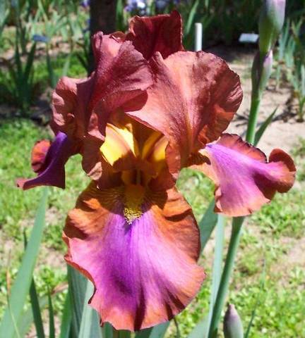 Photo of Tall Bearded Iris (Iris 'Laurel Oak') uploaded by Calif_Sue