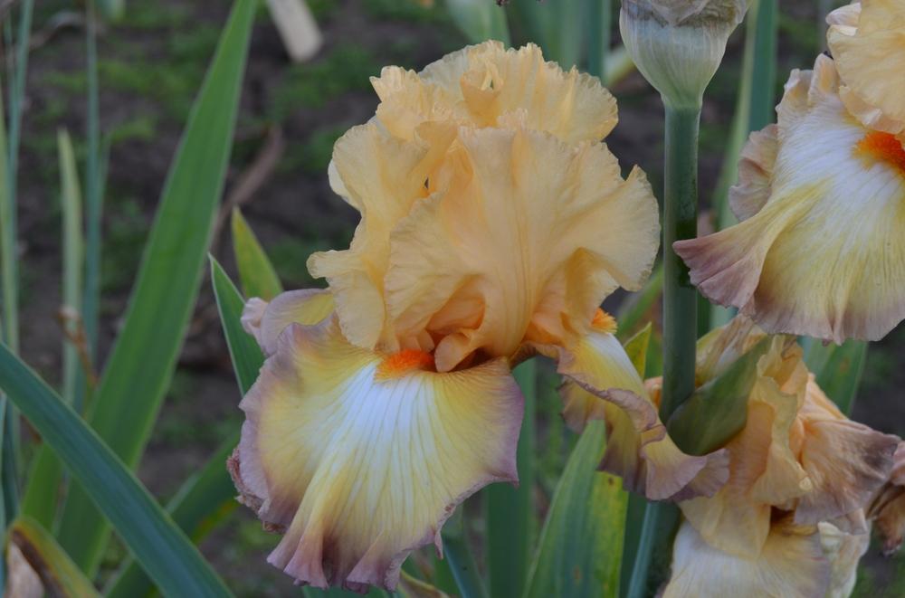 Photo of Tall Bearded Iris (Iris 'Oil Painting') uploaded by KentPfeiffer