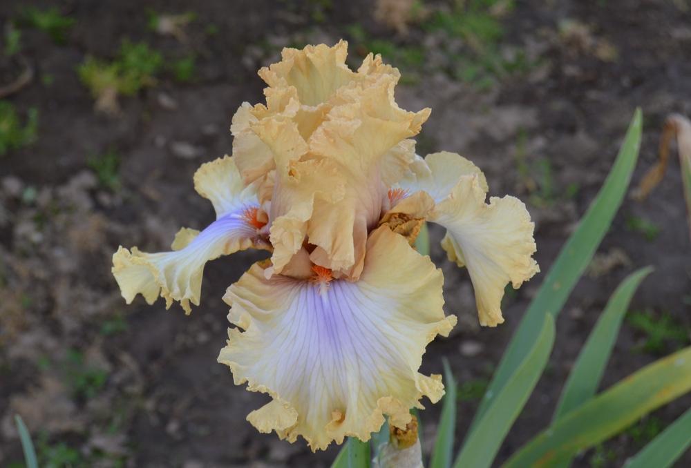 Photo of Tall Bearded Iris (Iris 'Nothing but Class') uploaded by KentPfeiffer