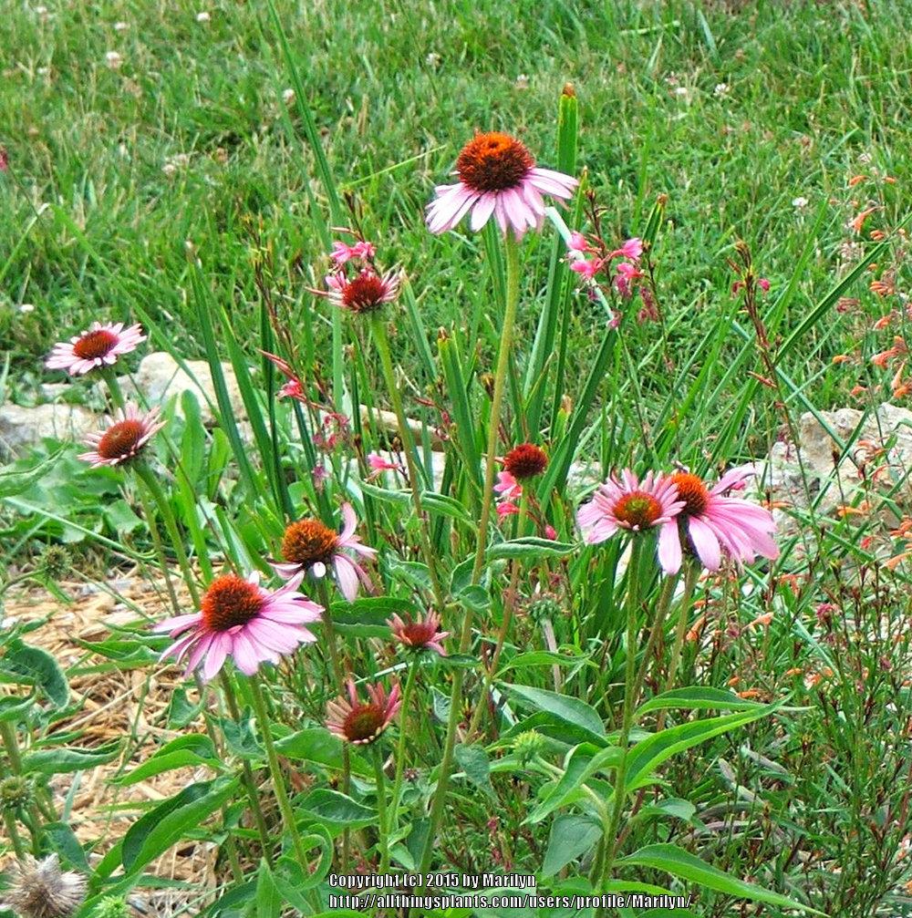 Photo of Coneflowers (Echinacea) uploaded by Marilyn