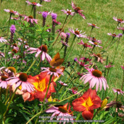 Location: My garden in Kentucky
Date: June 30, 2006
#Pollination