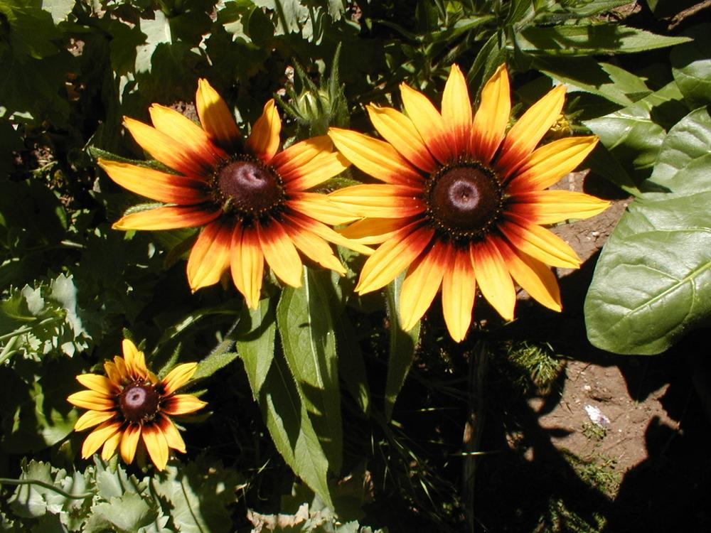 Photo of Black Eyed Susans (Rudbeckia) uploaded by admin