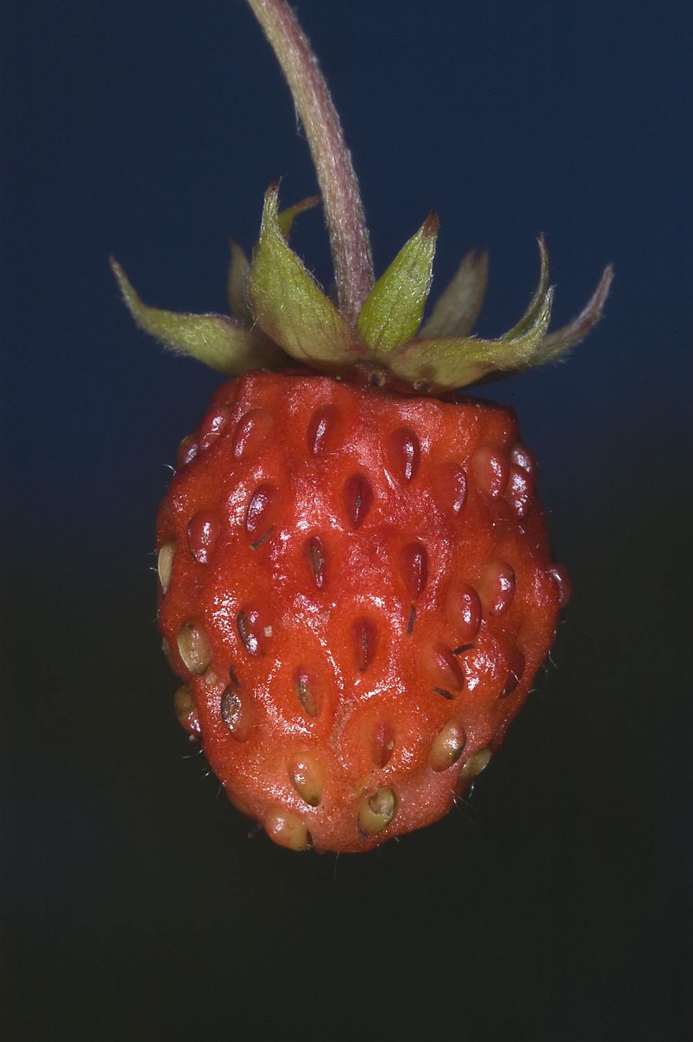 Photo of Strawberries (Fragaria) uploaded by admin