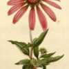 Echinacea serotina The botanical cabinet [C. Loddiges], vol. 16 (
