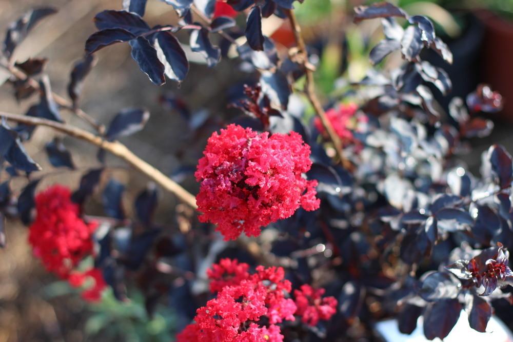 Photo of Crepe Myrtle (Lagerstroemia 'Ebony Embers') uploaded by dave