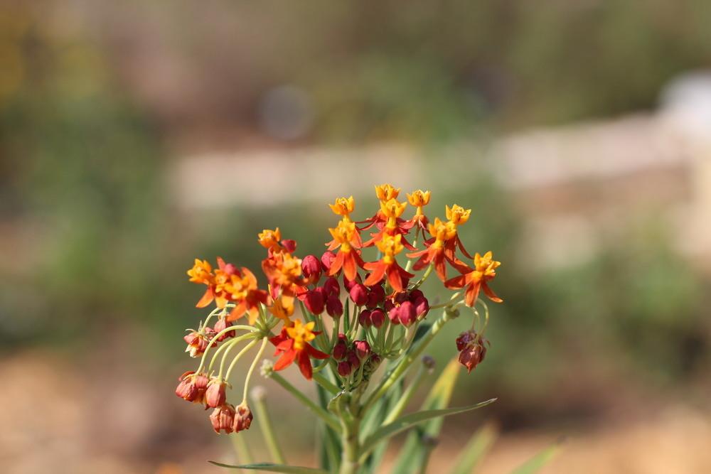 Photo of Tropical Milkweed (Asclepias curassavica) uploaded by dave