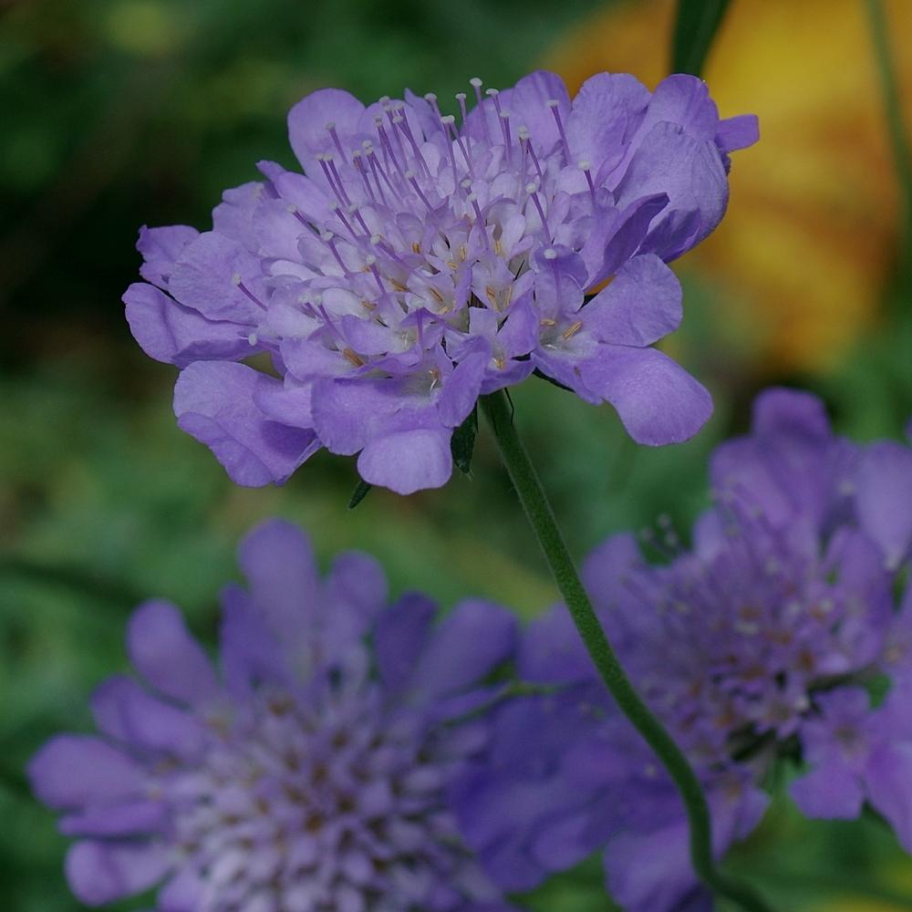 Photo of Pincushion Flower (Scabiosa columbaria 'Butterfly Blue') uploaded by dirtdorphins