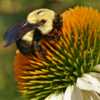 featuring Bombus griseocollis #Pollination